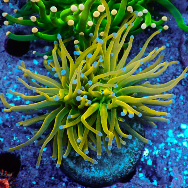TC Euphyllia glabrecens US Holy Grail