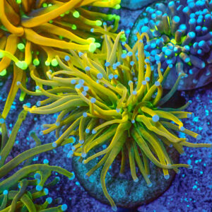 TC Euphyllia glabrecens US Holy Grail