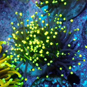 TC Euphyllia Glabrecens Rastas Doble cabeza