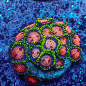 TC Zoanthus Space Monster Colonia