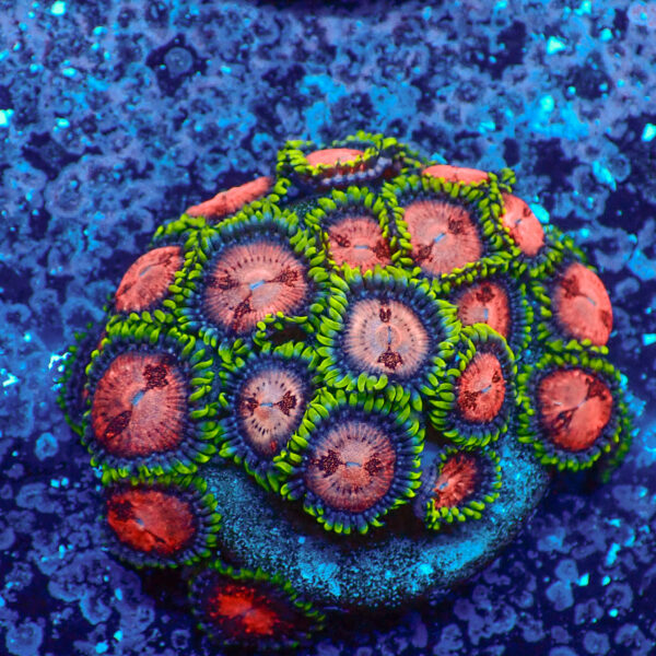 TC Zoanthus Space Monster Colonia