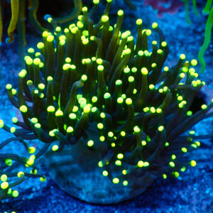 TC Euphyllia glabrecens Rastas doble cabeza