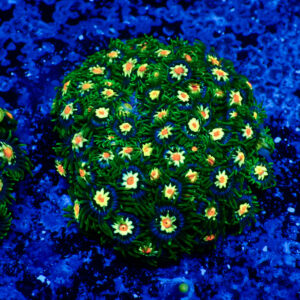 TC Zoanthus Stargazer Colonia