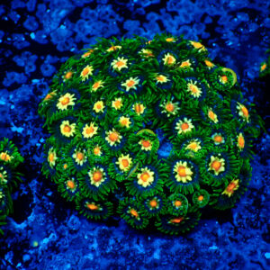 TC Zoanthus Stargazer Colonia