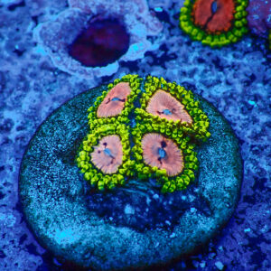 TC Zoanthus Purple Monster