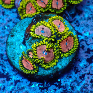 TC Zoanthus Purple Monster