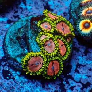 TC Zoanthus Purple Monster
