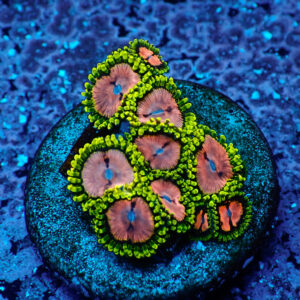 TC Zoanthus Purple Monster
