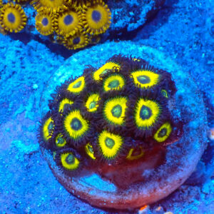 TC Zoanthus Lemon Kisses