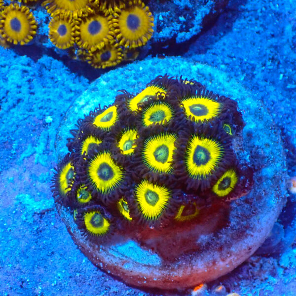 TC Zoanthus Lemon Kisses