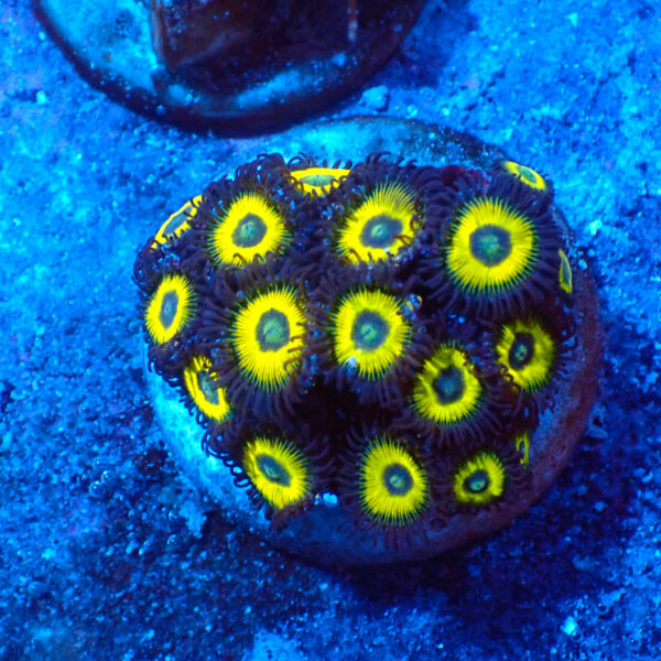 TC Zoanthus Lemon Kisses