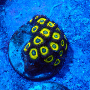 TC Zoanthus Lemon Kisses