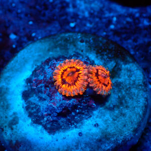 TC Zoanthus El Beso