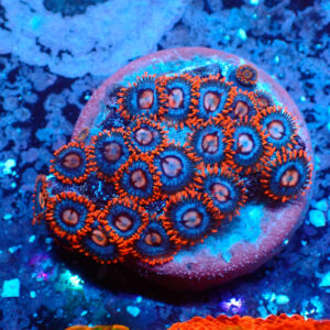 TC Zoanthus Super Mario