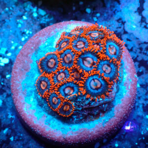 TC Zoanthus Super Mario