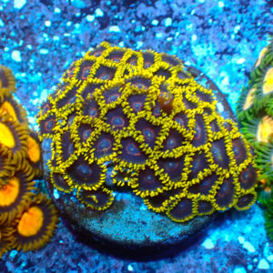 TC Zoanthus Black Hornets mini colonia