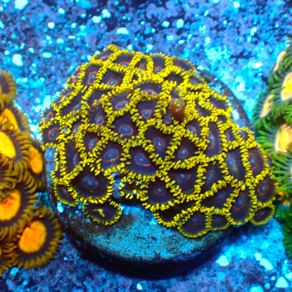 TC Zoanthus Black Hornets mini colonia