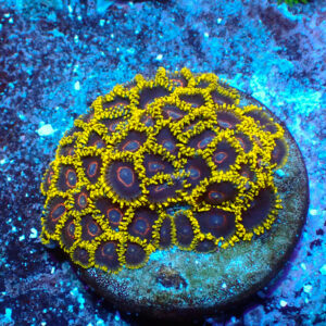 TC Zoanthus Black Hornets mini colonia