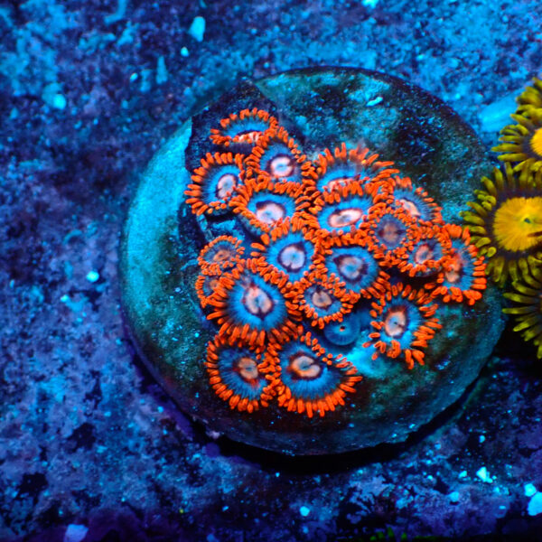 TC Zoanthus Super Mario
