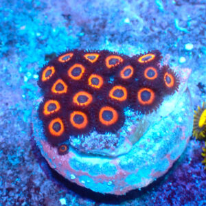 TC Zoanthus Johnny Pumpking Seeds