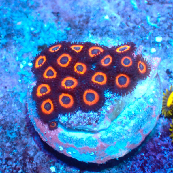 TC Zoanthus Johnny Pumpking Seeds