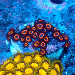 TC Zoanthus Johnny Pumpking Seeds