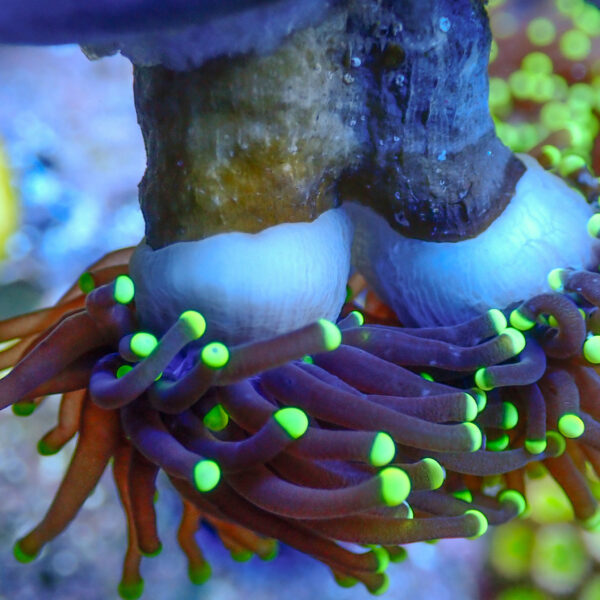 TC Euphyllia Glabrecens Rastas Doble cabeza - Imagen 3