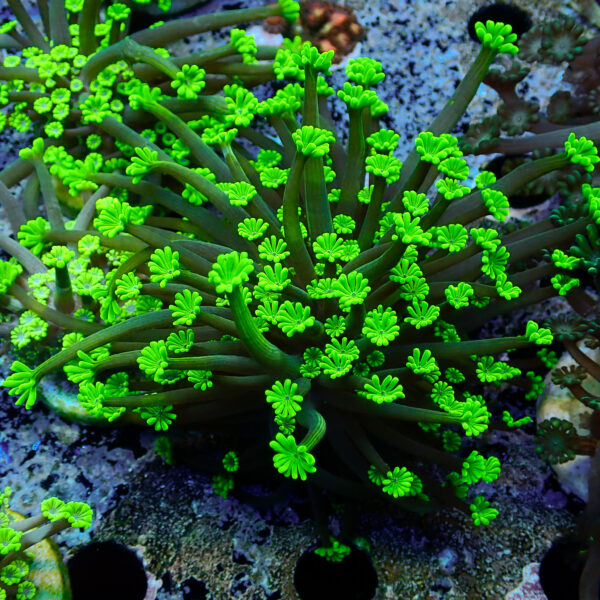 TC Alveopora Daisy frag XL - Imagen 2