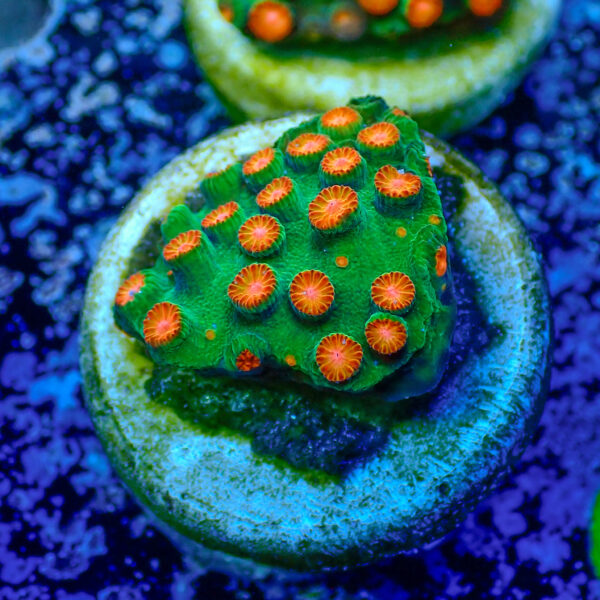 TC Cyphastrea Jingle Bells - Imagen 2
