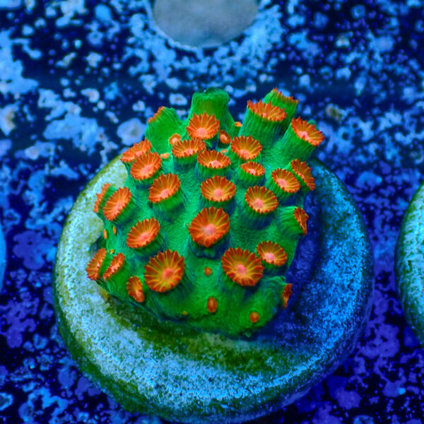 TC Cyphastrea Jingle Bells - Imagen 2