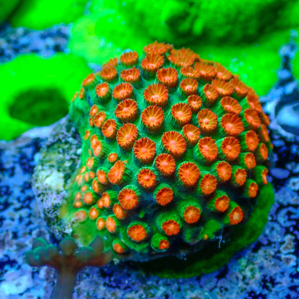 TC Cyphastrea Jingle Bells Mini Colonia - Imagen 2
