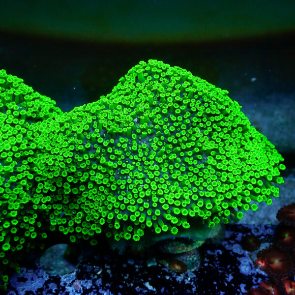 TC Alveopora Minuta Toxic Green Colonia - Imagen 2