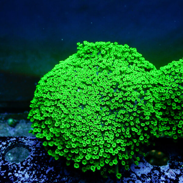 TC Alveopora Minuta Toxic Green Colonia - Imagen 2