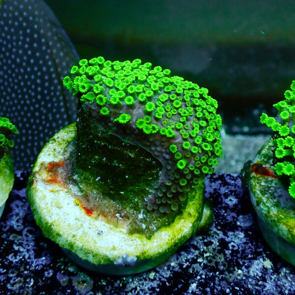 TC Alveopora Minuta Toxic Green - Imagen 2