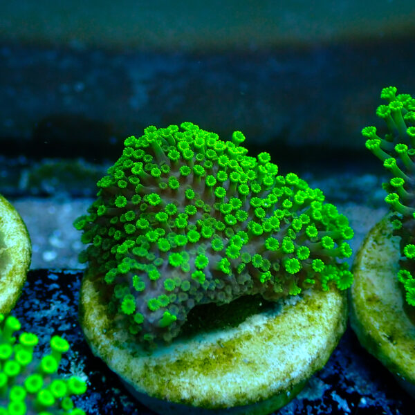 TC Alveopora Minuta Toxic Green - Imagen 2