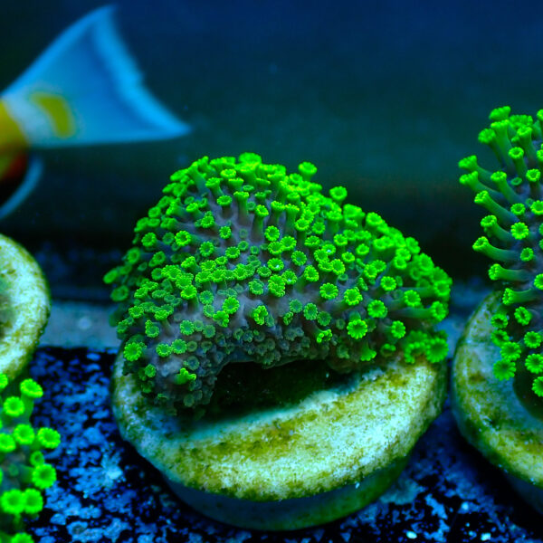 TC Alveopora Minuta Toxic Green - Imagen 2