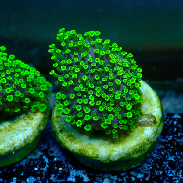 TC Alveopora Minuta Toxic Green - Imagen 2