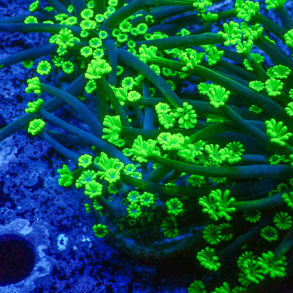 TC Alveopora Daisy