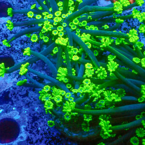 TC Alveopora Daisy