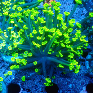 TC Alveopora Daisy frag XL