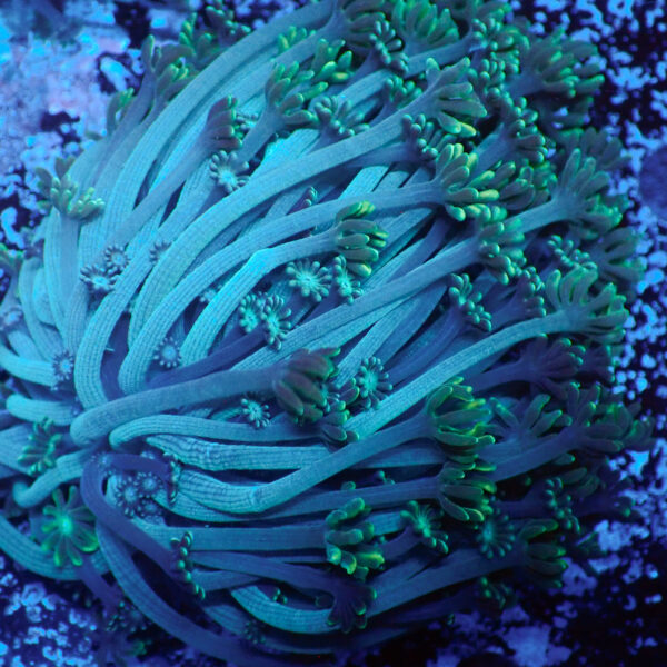 TC Alveopora Spaguetti Mini Colonia