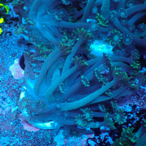 TC Alveopora Spaguetti