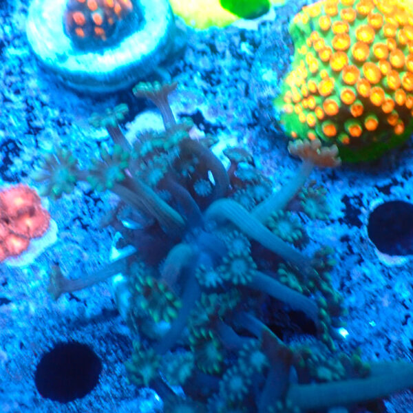 TC Alveopora Spaguetti