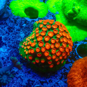 TC Cyphastrea Jingle Bells Mini Colonia