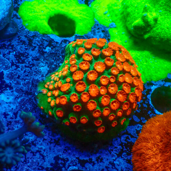 TC Cyphastrea Jingle Bells Mini Colonia