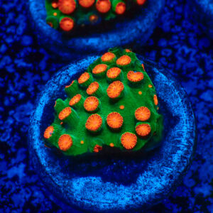 TC Cyphastrea Jingle Bells