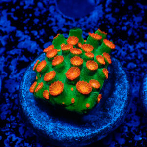TC Cyphastrea Jingle Bells