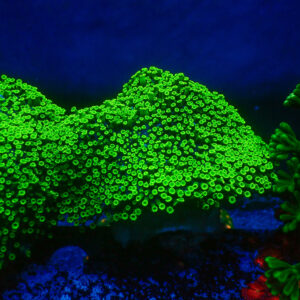 TC Alveopora Minuta Toxic Green Colonia