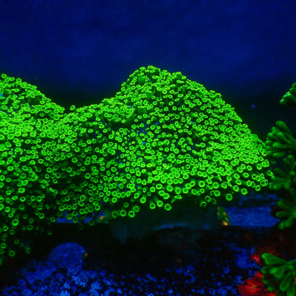 TC Alveopora Minuta Toxic Green Colonia