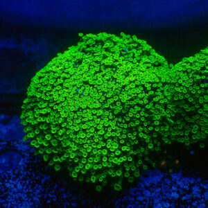 TC Alveopora Minuta Toxic Green Colonia